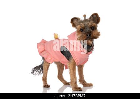 Seitenansicht eines kleinen yorkshire Terrier Hundes mit einem coolen pinken Hoodie und einer Leine auf weißem Hintergrund Stockfoto