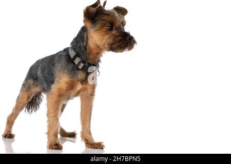 Schöner yorkshire Terrier Hund, der wegschaut und eine Leine auf weißem Hintergrund trägt Stockfoto
