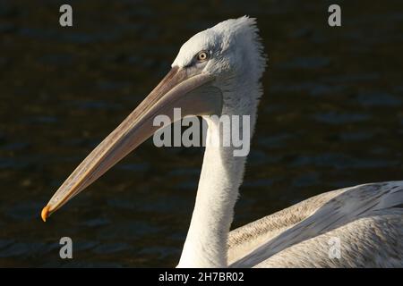 Ein dalmatinischer Pelikan, Pelecanus crispus, schwimmt auf einem See im Arundel Feuchtgebiet Wildlife Reserve. Stockfoto
