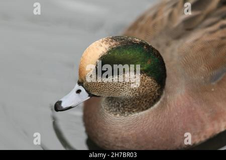 Mareca americana, eine amerikanische Wigeon, schwimmt auf einem Teich im Londoner Feuchtgebiet. Stockfoto