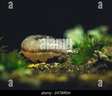 Kleine, schöne Raupe auf einem Blatt im Naturwald. Stockfoto