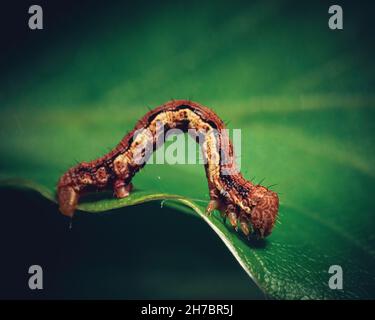 Kleine, schöne Raupe auf einem Blatt im Naturwald. Stockfoto