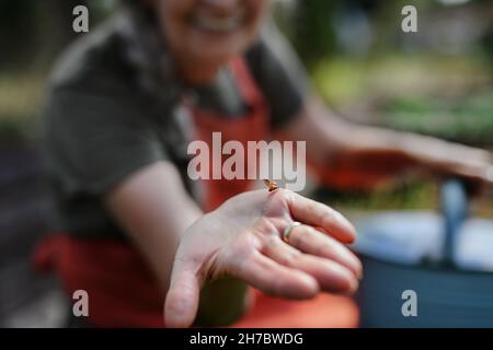 Nicht erkennbare Frau, die Marienkäfer in der Hand im Freien auf dem Bauernhof hält, aus der Nähe. Stockfoto