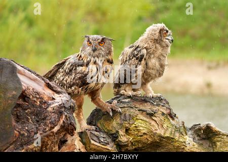 Zwei wilde eurasische Adlereulen sitzen draußen auf einem Baumstamm im Regen. Rote Augen, junger Vogel mit seiner Mutter. See im Hintergrund. Stockfoto