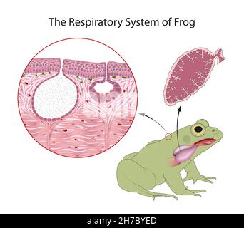 Diagramm des Atmungssystems eines erwachsenen Frosches Stockfoto