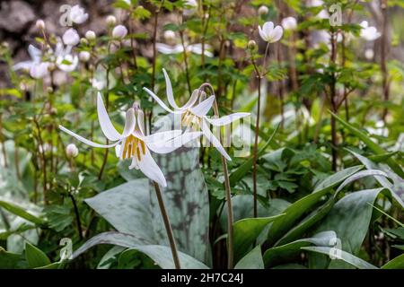 Wunderschöne weiße Forellenlilien, die im Frühlingswald blühen, zusammen mit einer falschen rue Anemone am Indianhead Trail im Lions Park, St. Croix Falls, Stockfoto