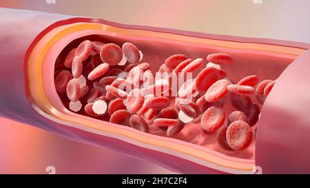 Rote und weiße Blutkörperchen in der Vene. 3D Abbildung Stockfoto