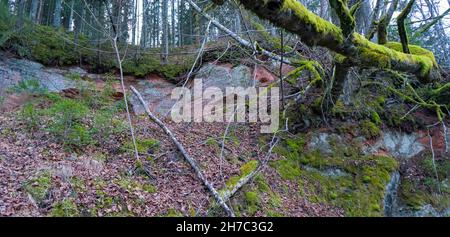 Die 40 M langen Ziedleju Klippen bestehen aus den rötlichen Sandsteinen von Gauja Suite. Ein Sandsteinausbiss am Ufer des Flusses Gauja, Incukalns, Lettland. Stockfoto