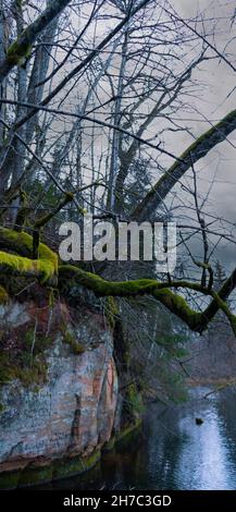 Die 40 M langen Ziedleju Klippen bestehen aus den rötlichen Sandsteinen von Gauja Suite. Ein Sandsteinausbiss am Ufer des Flusses Gauja, Incukalns, Lettland. Stockfoto