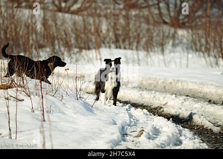 Zwei entzückende Hunde jagen sich im weißen Schnee Stockfoto