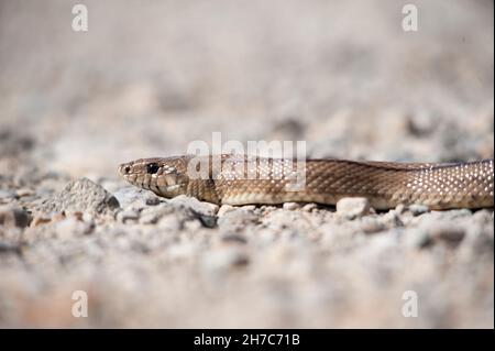 Reptilien in ihrer natürlichen Umgebung. Stockfoto