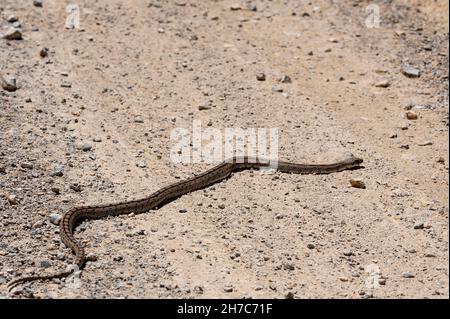 Reptilien in ihrer natürlichen Umgebung. Stockfoto