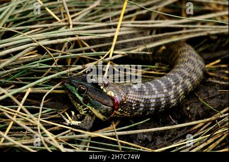 Reptilien in ihrer natürlichen Umgebung. Stockfoto