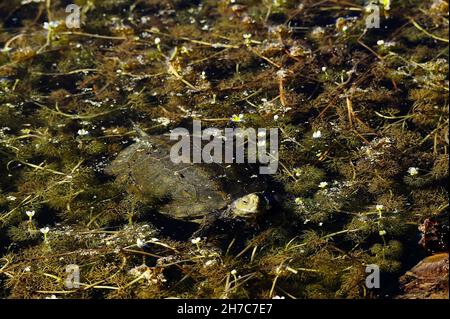 Reptilien in ihrer natürlichen Umgebung. Stockfoto