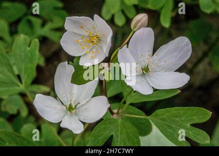 Falsche rue anemone entlang des Indianhead Trail im Lions Park, St. Croix Falls, Wisconsin USA. Stockfoto