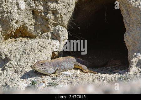 Reptilien in ihrer natürlichen Umgebung. Stockfoto