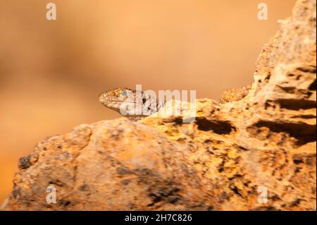 Reptilien in ihrer natürlichen Umgebung. Stockfoto