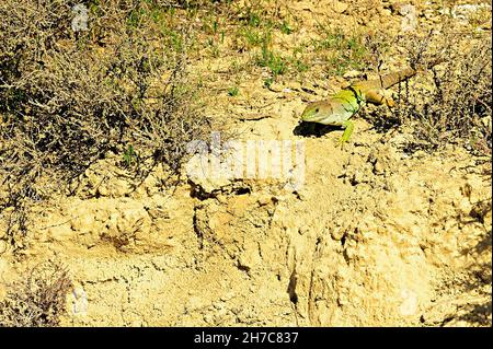 Reptilien in ihrer natürlichen Umgebung. Stockfoto