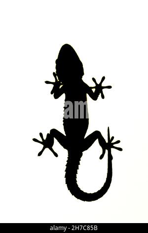 Reptilien in ihrer natürlichen Umgebung. Stockfoto