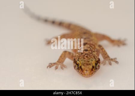 Reptilien in ihrer natürlichen Umgebung. Stockfoto