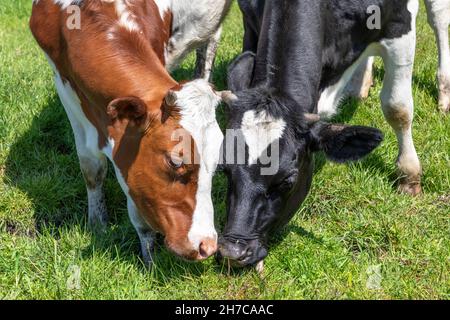 Zwei Kühe reiben sich Köpfe, liebevoll und verspielt, grasen Kuscheln oder kämpfen, zusammen auf einer Weide, schwarz-rot und weiß Stockfoto