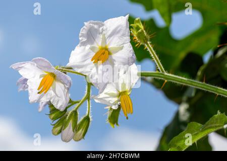 Blüten der Litchi-Tomate - Solanum sisymbriifolium Stockfoto