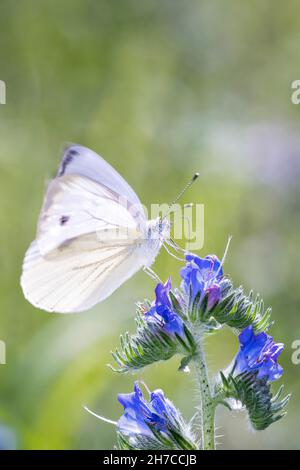 Großer weißer Schmetterling - Pieris brassicae - ruht auf einer Blüte von Echium vulgare, bekannt als Viper's bugloss und blueweed Stockfoto