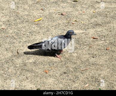 Eine Taube, die auf dem Boden läuft, ein Vogel Stockfoto