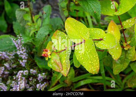 Nahaufnahme von Blättern und Beeren der Pflanze tutsan (Hypericum androsaemum), Aberglaslyn, Snowdonia, Wales, Großbritannien Stockfoto