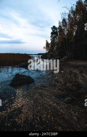 Insel im Monrepo Mon Repos Park. Pampagras. Herbstlandschaft. Vyborg. Stockfoto