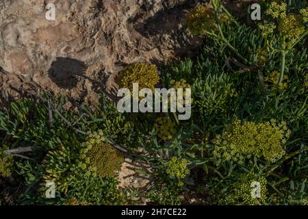 Nahaufnahme der Fenchelpflanze Crithmum maritimum am Mittelmeer an der felsigen Küste der Insel Mallorca, Spanien Stockfoto