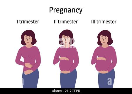 Schwangerschaftsstadien. Schwangerin steht, lächelt und berührt den Bauch in verschiedenen Trimesterzeiträumen. Der Körper verändert sich, der Bauch wächst. Vektor-Infografiken. Stock Vektor