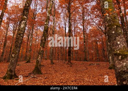 Herbstbäume Farben der Abruzzen Latium und Molise Nationalpark Stockfoto