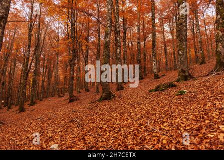 Herbstbäume Farben der Abruzzen Latium und Molise Nationalpark Stockfoto