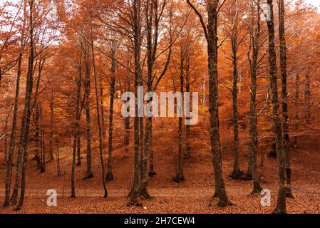 Herbstbäume Farben der Abruzzen Latium und Molise Nationalpark Stockfoto