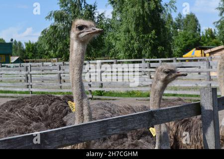 Neugieriger Strauß, der die Besucher ansieht. Afrikanische Strauße Stockfoto