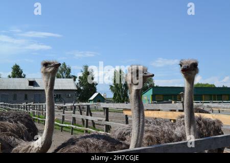 Neugieriger Strauß, der die Besucher ansieht. Afrikanische Strauße Stockfoto