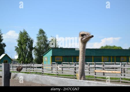 Neugieriger Strauß, der die Besucher ansieht. Afrikanische Strauße Stockfoto