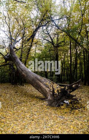 Ein riesiger Baum, der von einem Hurrikan beschädigt wurde Stockfoto