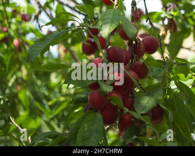 Auf den Ästen des Baumes befinden sich viele rote Kirsche-Pflaumen. Reife Früchte im Garten. Stockfoto