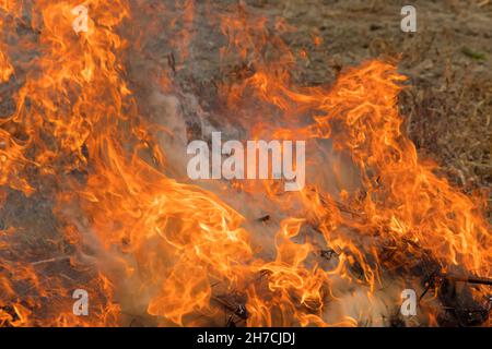 Luftverschmutzung ökologisches Problem mit dem Verbrennen des alten trockenen Grases im Garten flammendes trockenes Gras auf dem Feld Stockfoto