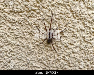 Große Spinne an einer Hauswand Stockfoto