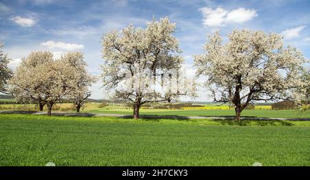 Allee von Kirschbäumen weiß blühenden schöne Aussicht Stockfoto