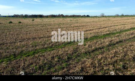 Low-Level Luftaufnahme eines Brachfeldes voller Maisstoppel auf der Coldblow Farm, Ripple Stockfoto