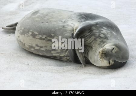 Weddellrobbe (Leptonychotes weddelli), schläft am Strand, Antarktis, King George Island Stockfoto