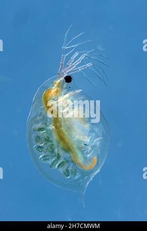 Gewöhnlicher Wasserfloh (Daphnia spec.), Weibchen mit Zysten in seiner Bruthöhle, Deutschland, Bayern Stockfoto