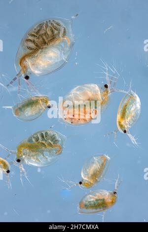 Gewöhnlicher Wasserfloh (Daphnia spec.), Weibchen mit Jungtieren in ihrem Brutsack, Deutschland, Bayern Stockfoto