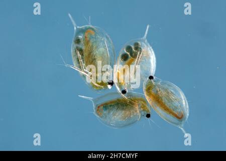 Gewöhnlicher Wasserfloh (Daphnia spec.), Weibchen mit Eiern in ihrem Brutbeutel, Deutschland, Bayern Stockfoto