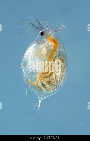 Gewöhnlicher Wasserfloh (Daphnia spec.), Weibchen mit Jungtieren in seiner Bruthöhle, Deutschland, Bayern Stockfoto