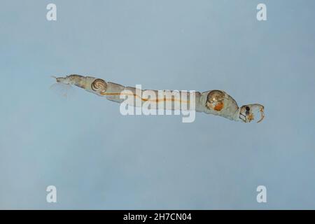 Phantommidge (Chaoborus spec.), im Wasser schwimmende Larve, weiße Midge, Deutschland Stockfoto